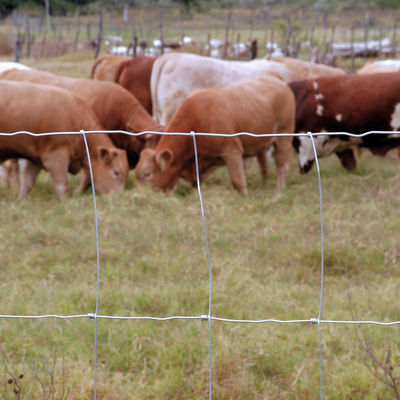 el campo del prado de la agricultura del 1.8m fijó la cerca de alta resistencia del nudo